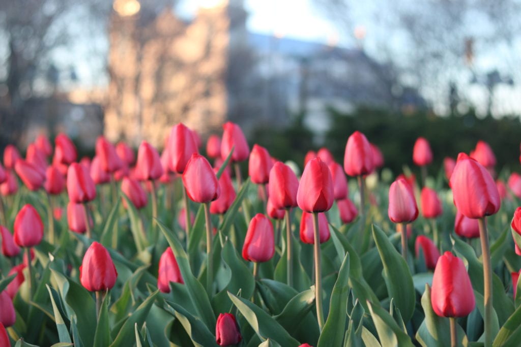 Tulip Festival