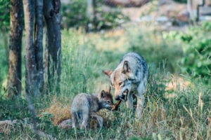 Parc Omega