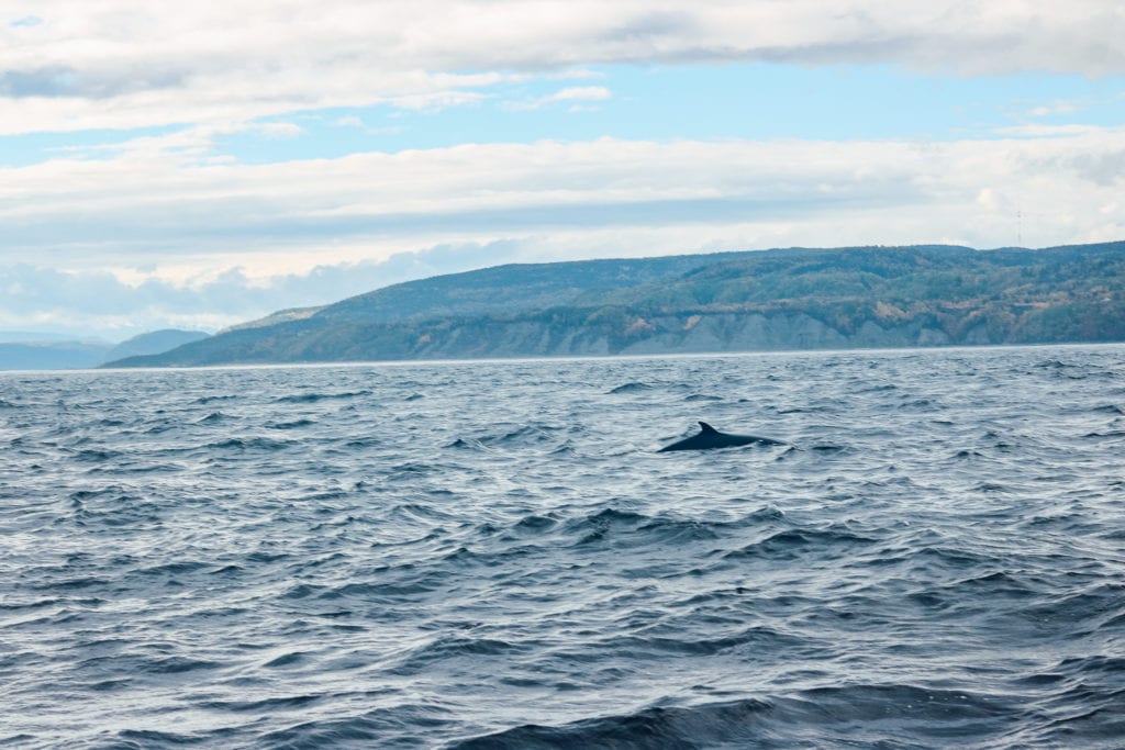 Whale watching in Tadoussac