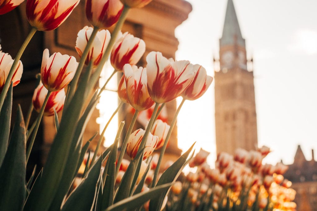 Tulips in Ottawa