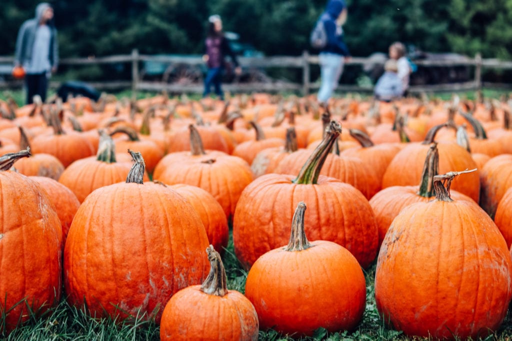 Best Places for Pumpkin Picking Near Ottawa Little Miss Ottawa