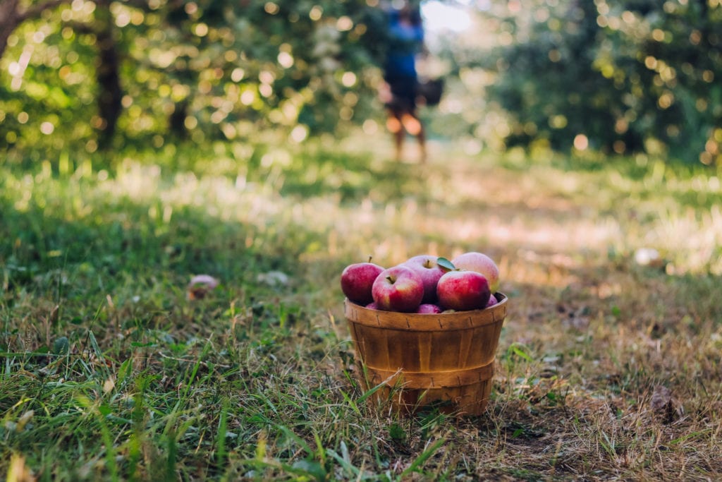 Apple Picking Near Ottawa