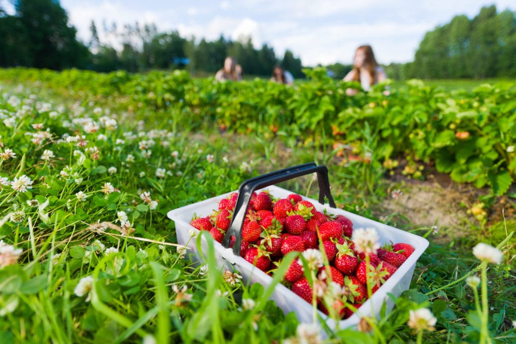 Berry picking in Ottawa