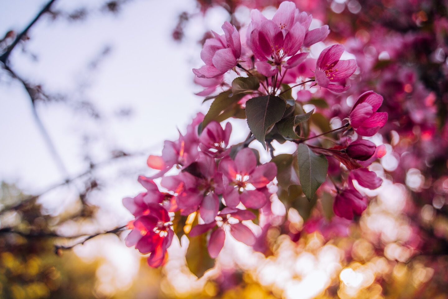 Hogs Back Falls blossoms in Ottawa