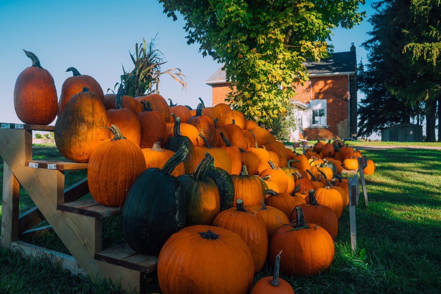 Field View Farms 1000 Islands