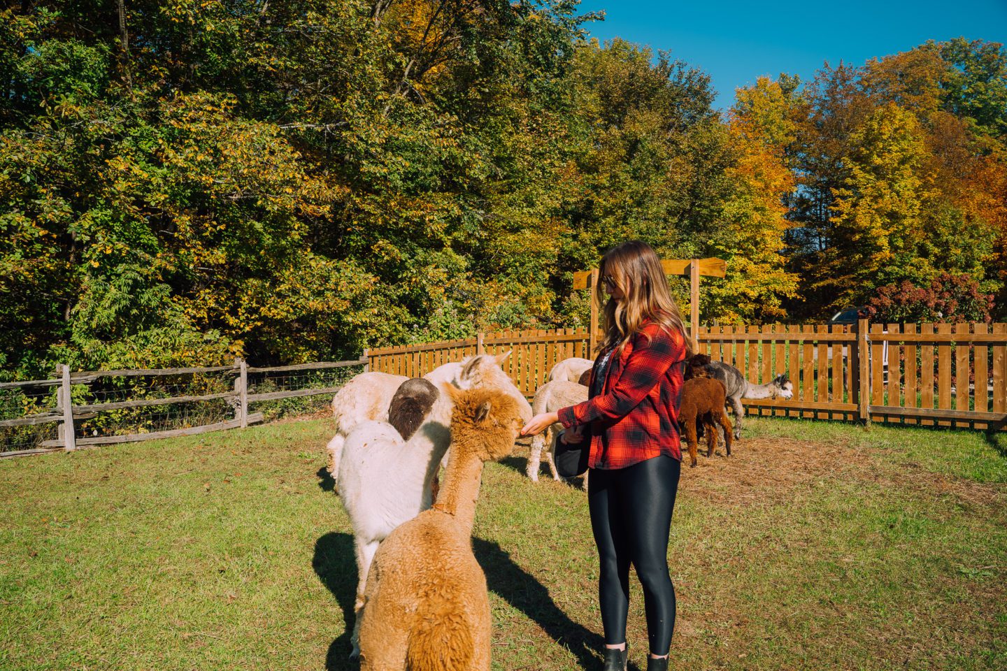 Hidden Meadows Alpacas