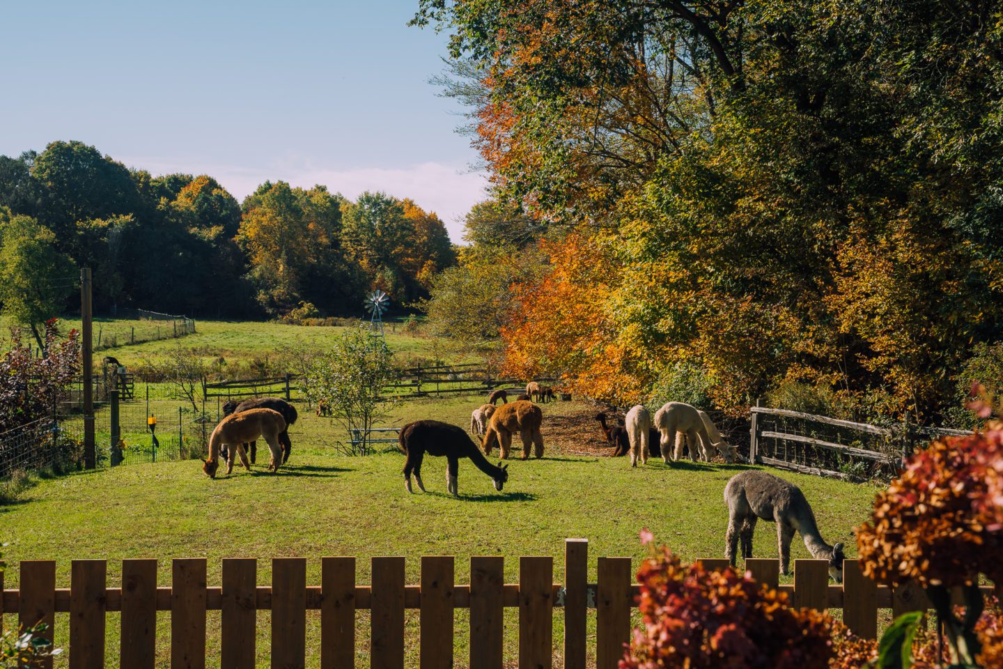 Hidden Meadows Alpacas