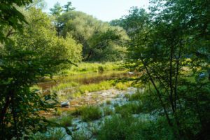 Fitzroy Provincial Park
