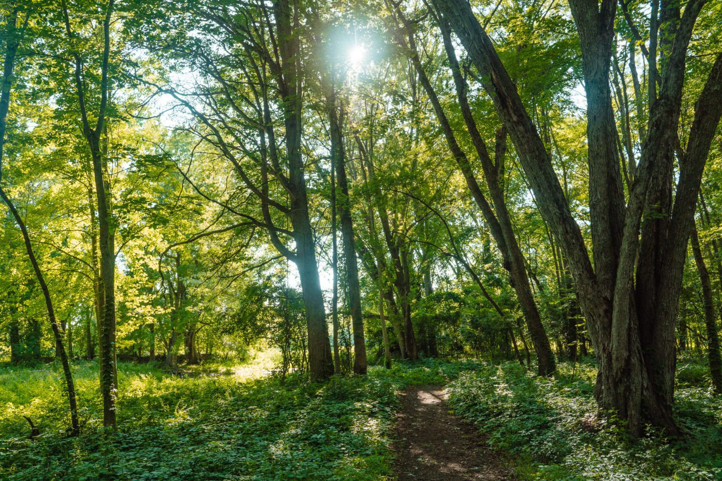 Ontario Parks Fitzroy Provincial Park