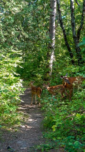 Ontario Parks Deer