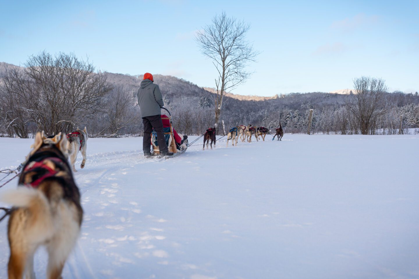 Dogsledding Ottawa