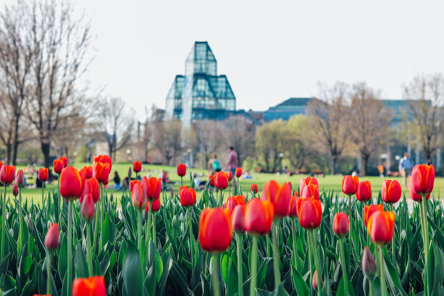 Spring in Ottawa Tulips