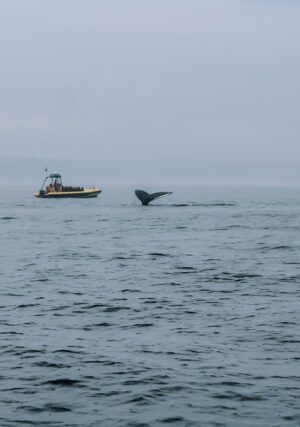 Whale watching Tadoussac Charlevoix