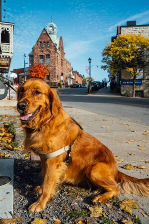 Dog Friendly Places Ottawa