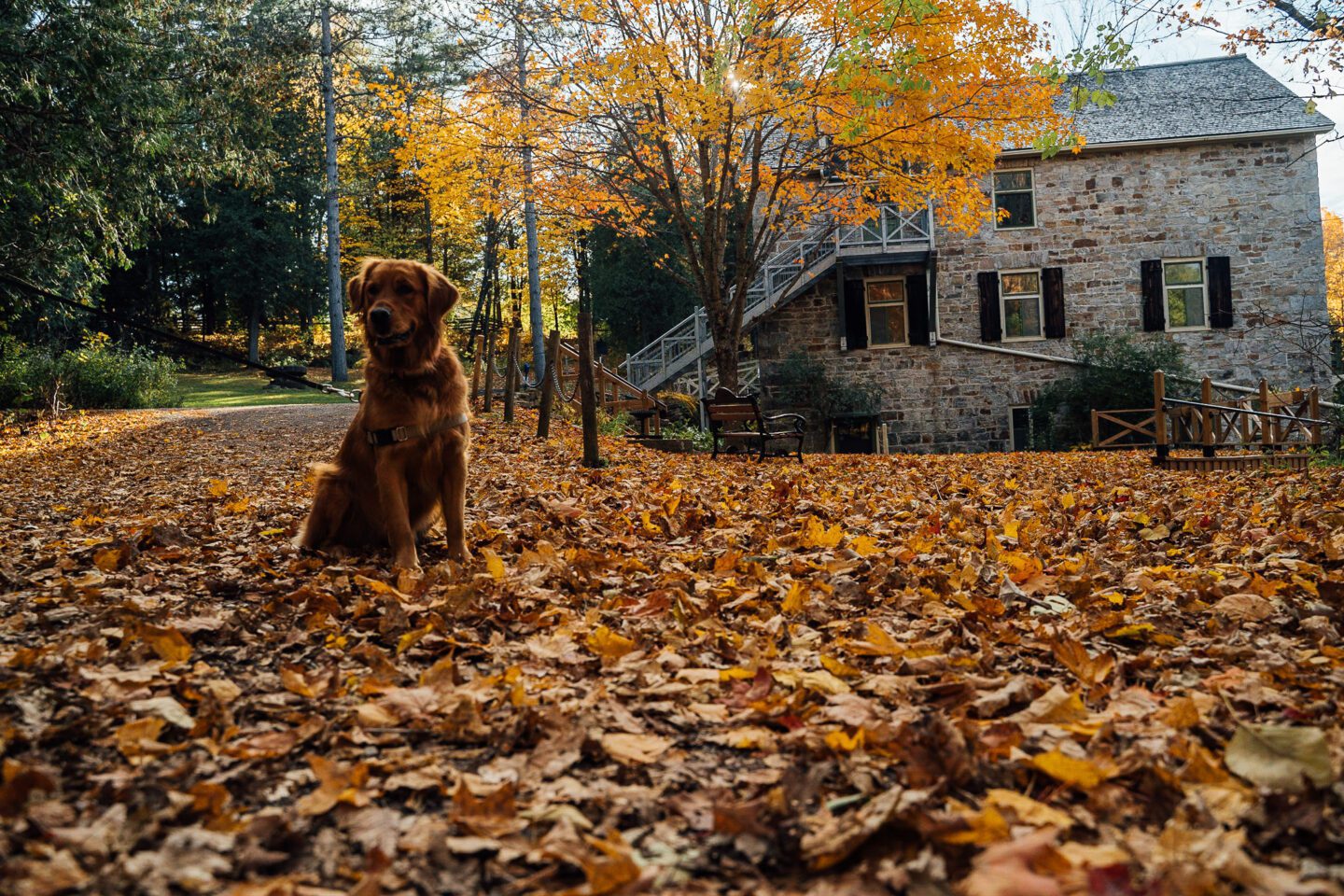 Dog Friendly Places Ottawa