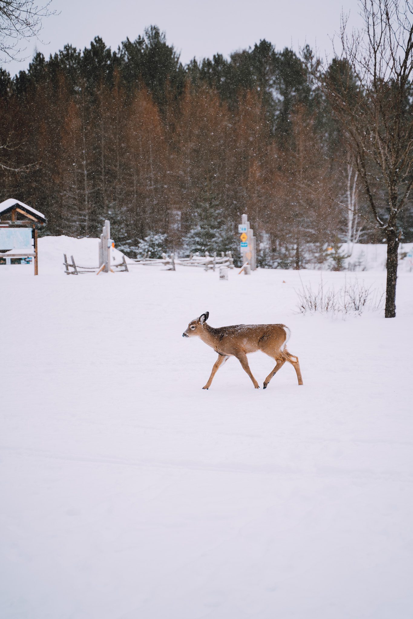 Snowshoe at Domaine St. Bernard Mont Tremblant