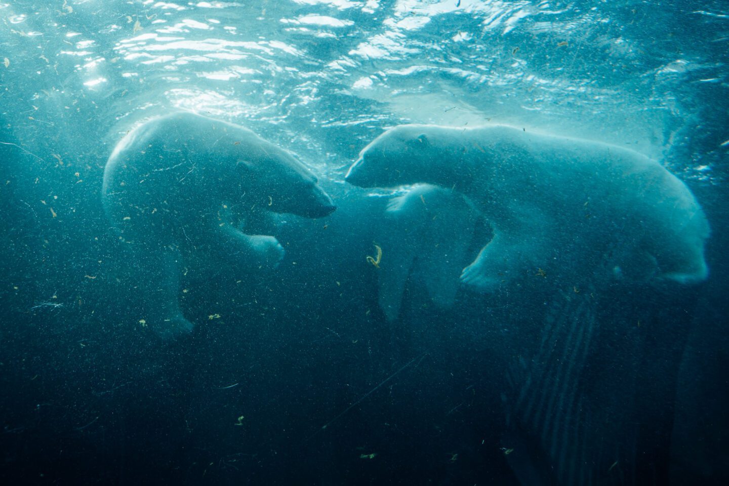 Polar Bears Assiniboine Park Zoo Winnipeg